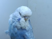 3 Aylık Show Jumbo Muhabbet Kuşu Yavrular