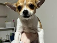 Chihuahua Erkek 5 Aylık