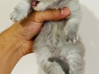 British Longhair Prenses Kedim