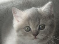 Bulunmaz güzellikte yavru kedilerimiz bakmaya değer