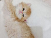 British Longhair Golden Bu 12