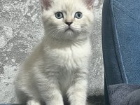 2 aylık british shorthair bebekler