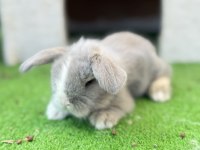 Hollanda Teddy Lop Tavşanı Yavrular
