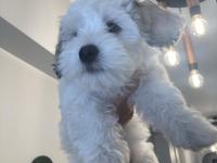 3 Aylık Dişi Maltipoo Yavrumuz Yeni Yuvasını Arıyor