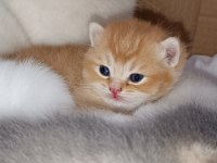 British Longhair Ve Shorthair Yavrular