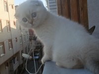 Scottish fold kedisi