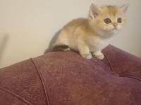 British Shorthair Golden Yavru Yer Sincan