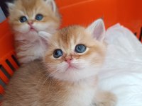 Muhteşem güzellikte golden ve silver british yavrular