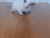 British Yavrular Sahiplendirilecektir