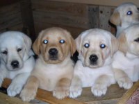 Labrador Retriever Yavruları