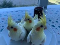 Ele Alışkın Isırma Bilmez Sultan Papağanı