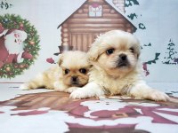 Pekinez Yavru