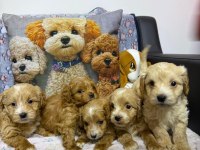 Sağlıklı maltipoo yavru köpeklerim