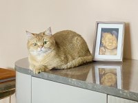 9 aylık golden british shorthair