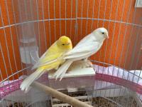 1 Erkek Ve 1 Dişi Kanarya