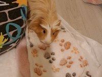 Sheltie Irk Ginepig