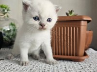 Maviş scottish kedim