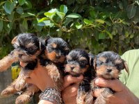 Teacup Yorkishire Bebekler