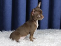 Egzotik Teacup Chihuahua