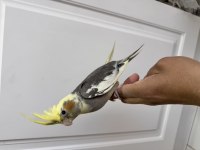 Sultan papağanı sahiplendirilecektir