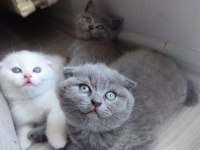 Yavru Kedilerimize Yeni Yuva