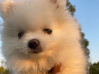 2.5 Aylık Dişi Teacup Pomeranian