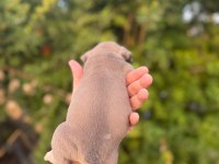 Egzotik French Bulldog Bebekler