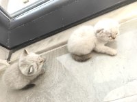 Yeni Yavru Kediler Asil Ve Çok Uygun