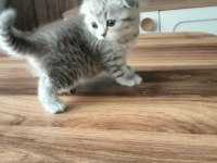 Kedi Yavrularımıza Yuva Arıyoruz British/Scottish