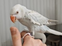 Çift renk mutasyon pakistan papağanı yavru