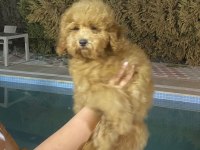 Tüy dökmez koku yapmaz hipoalerjenik toy poodle