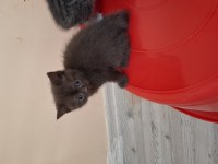 Minnak Kediler Koşuyor