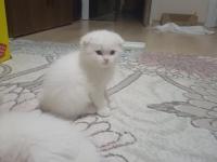 Mavi gözlü beyaz scottish fold