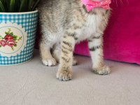 Ücretsiz olarak 7 haftalık dişi kedimiz