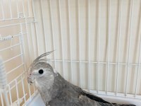 3 Aylık Yavru Sultan Papağanı