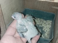 Rainbow, Japones, Albino Muhabbet Kuşu Yavrular