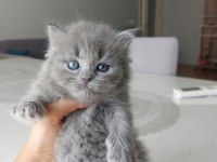 British shorthair bebekleri