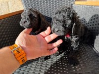 Siyah toy poodle yavrularımız