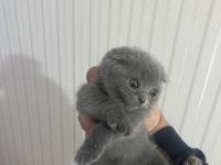 British Shorthair Safkan Kedimiz