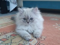 British longhair kedimiz prenses