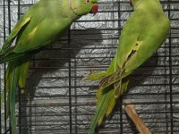 Takım Kapalı Bilezik Pakistan Papağanları