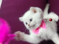 Yeni aile bekleyen kediler