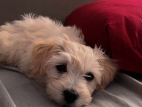 Maltese Terrier Yavru