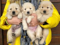 Sevimli golden retriever yavruları