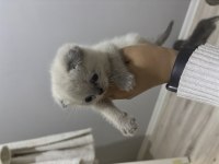 Dişi Bluepoint British Shorthair