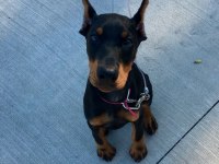 Sağlık Ve Irk Garantili Doberman