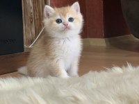 Prenses Kedimiz Bella