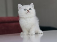 Full Şecereli Babadan Teslime Hazır Erkek Kedimiz