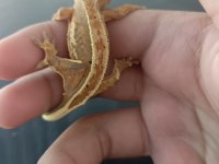 Crested Gecko