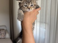 British Shorthair Yavru Kediler